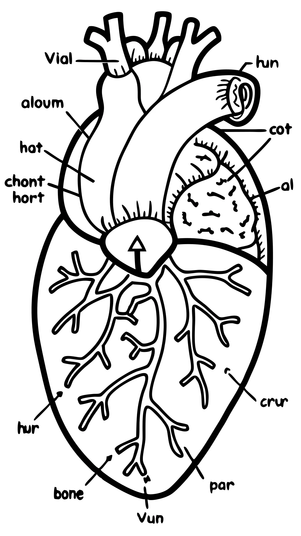 Anatomía del corazón para colorear